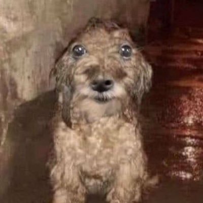 SuchirKavi's profile picture. highly regarded