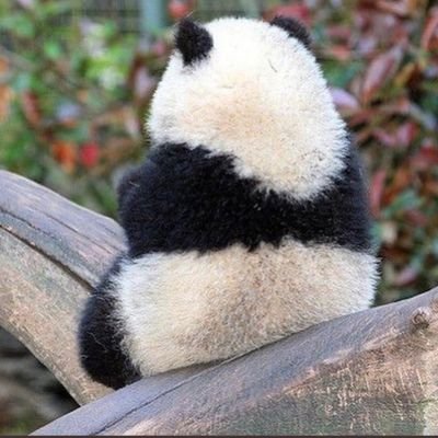 2024年4月ふうまくんのセルカのビジュアルに衝撃を受け一気にふま沼落ち ふうまくん激推しです 大人LUNE🌙
こっそり無言フォロー、RP失礼します🙏
逆は大歓迎です!!
いつか必ずスタジアムを埋めるLUNÉ棒のひとつになる!!
TikTokアカウント🔗https://t.co/q9cnetfKhQ