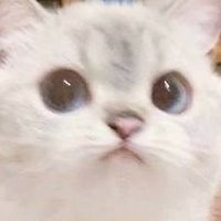 당신이처몰랐던사실들마지막은가히설명할수없습니다첫번째니얼굴 (@chiyu_ouo) 's Twitter Profile
