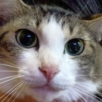 おばさん (@h3sancwkry99484) 's Twitter Profile