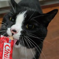Milo_:) (@ancient_octopu) 's Twitter Profile