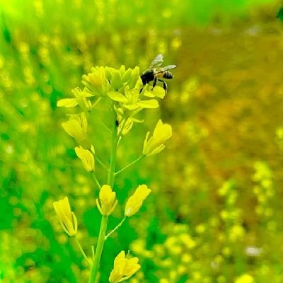 chitra726612327's profile picture. 