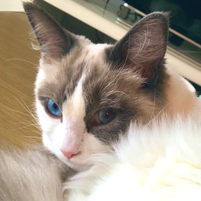 sachi37645768's profile picture. 言いたいことを言える世の中を維持したい。参政党を支持します。無断リポスト御容赦ください。DMやり取りは基本しません。アダルト系、ビジネス系ブロック。