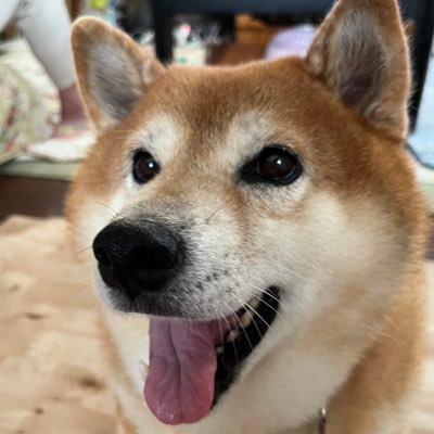 hashiura12's profile picture. 宝塚を愛で、ゆるゆるゲームをして、気まぐれに創作活動をして、時々サッカーと野球を見に行く雑食オタク。宝塚ファン4年目、基本花組推し。愛犬ひまり（柴犬の女の子）を溺愛中。ブレワイ、ティアキン、ペルソナ5 R、メガテン5V大好き。