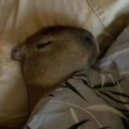 hodubbang's profile picture. 오만여자 얘기하느라 내배우 인장으로 하기 미안해짐