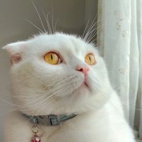 cacafoca (@cacafocaa) 's Twitter Profile