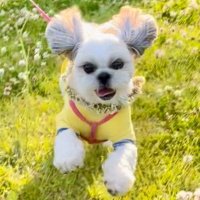 シーズー犬モコたん (@kaerr_r) 's Twitter Profile