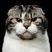 Crazy Cat (@thierry28101937) Twitter profile photo Crazy Cat (@thierry28101937) Twitter profile photo