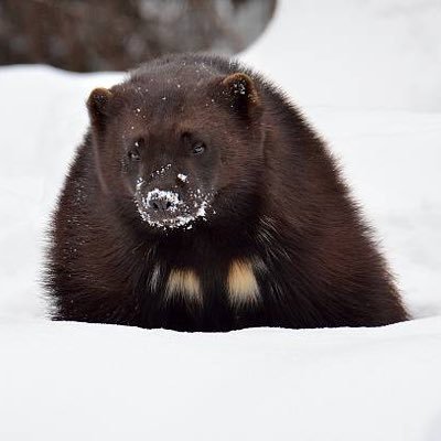 GuloGulo286034's profile picture. 