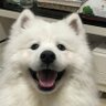KEngeng95's profile picture. 🐶