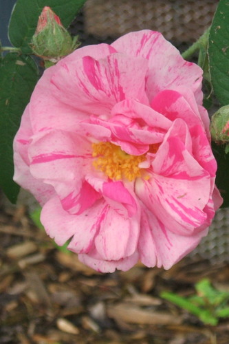 bobbysgirl08's profile picture. 