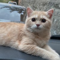 Are kızlıxıye (@zlare81713) Twitter profile photo