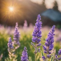 Lavender (@l_ven7) 's Twitter Profile