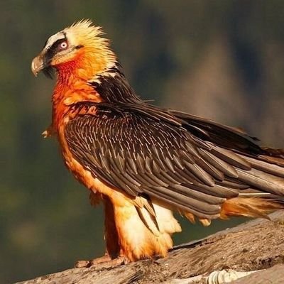چه خوش است راز گفتن به حریف نکتهسنجی
که سخن نگفته باشی، به سخن رسیده باشد
.
اینجا سطل اشغالی ذهنمه.حرفامو جدی نگیرید
