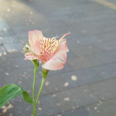 hnyroom's profile picture. サカナクションにハマり始めたオタク。芸人さんオタクしてる垢@ikayokoikoiko