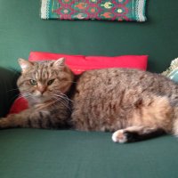 Lizzie Bennet #NousVoulonsLaPaix (@lizzieb64300014) 's Twitter Profile