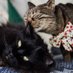 🎀🤍🩶Hawaï 🌺♀️🐱 Tatooine 🌕♂️🐈⬛ (@potimeowdel_co) Twitter profile photo 🎀🤍🩶Hawaï 🌺♀️🐱 Tatooine 🌕♂️🐈⬛ (@potimeowdel_co) Twitter profile photo