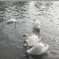 3lya (@aaiivez) 's Twitter Profile Photo