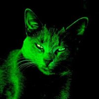 , (@neoingluck) 's Twitter Profile