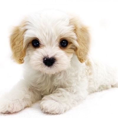 zKqgIGC1JR77829's profile picture. 