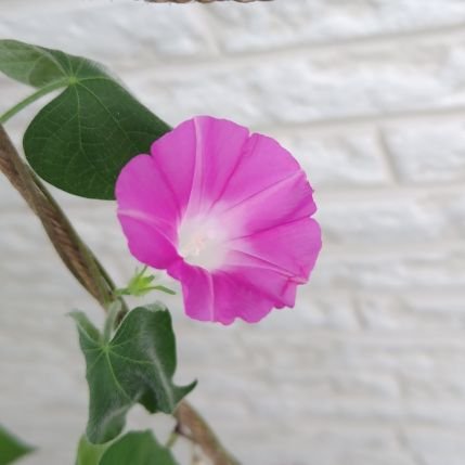 onemuwanko's profile picture. 編み物、ラヴィット、多肉植物。
おいでやす小田さんと令和ロマンとダンビラムーチョをひいきしがち。