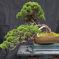 michi_bonsai/盆栽道 (@michi_bonsai_) 's Twitter Profile