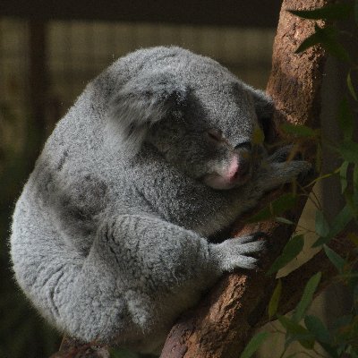 写真(カメラ)は素晴らしい!いろいろな人の瞬間を共有できる!
花を中心に生物 や風景など、幅広く撮影!
毎日ポストしています!YouTubeも一緒によろしくお願いします!!
Nikon D7500 AF-S 18-300mm f/3.5-6.3G