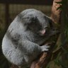 kuko_camera's profile picture. 写真（カメラ）は素晴らしい！いろいろな人の瞬間を共有できる！
花を中心に生物 や風景など、幅広く撮影！
毎日ポストしています！YouTubeも一緒によろしくお願いします！！
Nikon D7500 AF-S 18-300mm f/3.5-6.3G