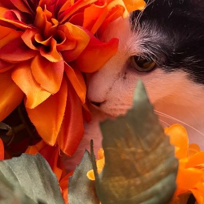 ColaptesAuratus's profile picture. Good Luck, Babe!

if you know me irl no you dont lol