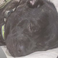 Rik (@rogue3078) 's Twitter Profile