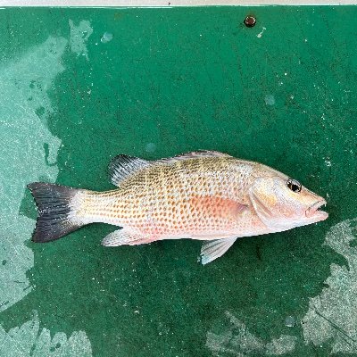 Newcre2517's profile picture. I am a disciple of the Lord Jesus Christ, for 18+ years now since God saved me. I love God and people.  Read my extended bio to see how God saved me. God bless!