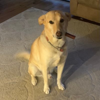 Weirsey211's profile picture. Any day on this side of the grass, is a good day