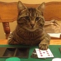 catplayingpoker (@pokerplayingcat) 's Twitter Profile