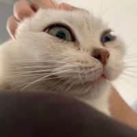苦手 (@maple2491) 's Twitter Profile