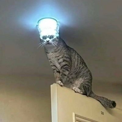 needmorecatnip's profile picture. 
