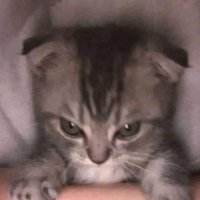 suxen (@suxenbnwo) 's Twitter Profile