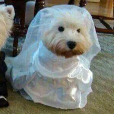 urmumsbuut's profile picture. type b