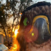 Cangy Bird (@cangybird) 's Twitter Profile