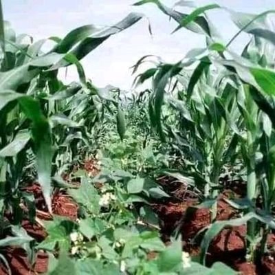 Nurturing life from soil to table:
Follow the Hilltop Agro Enterprises channel on WhatsApp: https://t.co/vUKTjWx0ov