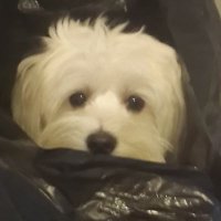 BABET (@babet_2025) 's Twitter Profile