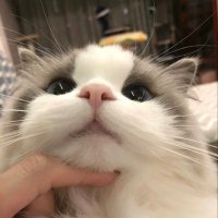 (笑) (@cxvllz) 's Twitter Profile