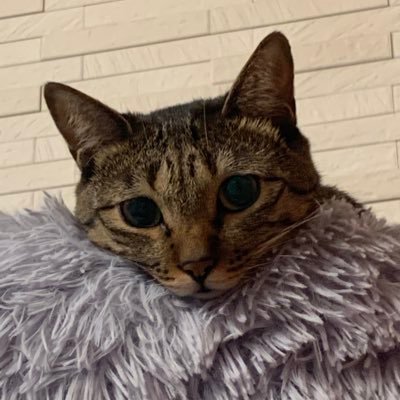 ny_koZ's profile picture. （╹◡╹）＊ ナイフはどこだ。