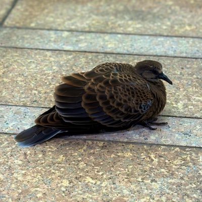 ひょおさんのプロフィール画像