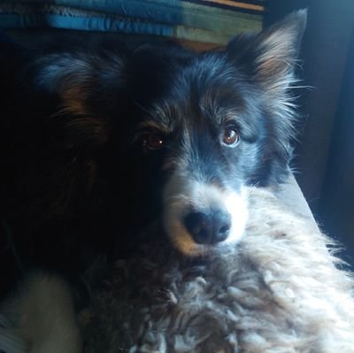 bazza_72's profile picture. Debug Engineer , cycling fanatic and Aberdeen fan #COYR , live with my gorgeous Wife Laura and cute cat Marley and beautiful Border Collie Maddie