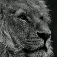 The Wolf of crypto (@ofcrypto83809) Twitter profile photo