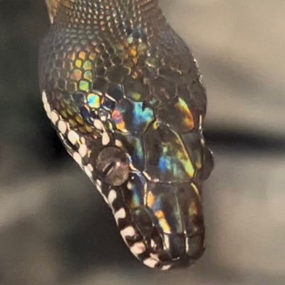 horuru_iwaki's profile picture. ヘビ