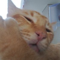 ai. (@crustacae) 's Twitter Profile
