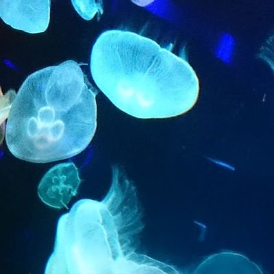ろあさんのプロフィール画像