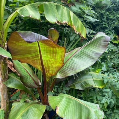 coulicalla's profile picture. outnumbered four to one