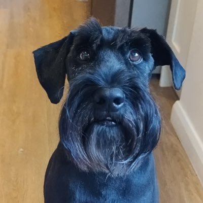 meinfinchley's profile picture. food obsessed with a hint of frustrated parent and inappropriate retweet!